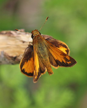 Zabulon Skipper male